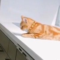 見下ろす茶トラ