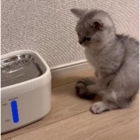 猫と自動給水機