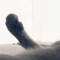 猫の握り拳