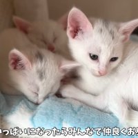 集まって寝る子猫たち