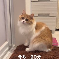 横を向く成猫