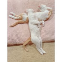 寝ている子猫