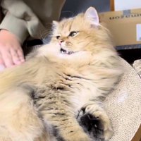 ブラシされる猫と人間の手