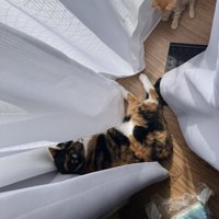 日向ぼっこする猫