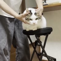 こねられる猫の写真5