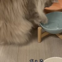 氷をつつく猫の写真2