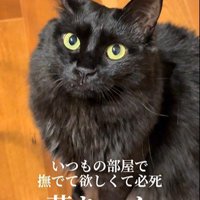 床に座って鳴いている猫