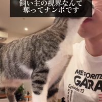 人の顔の前に立つ猫
