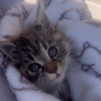 毛布にくるまれた子猫