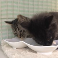 食事中のふたり