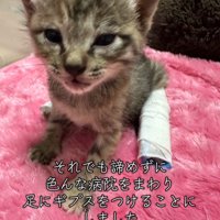 足にギプスをつけた子猫