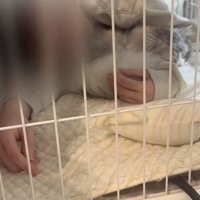 飼い主さんがケージに頭を突っ込んでいる写真3