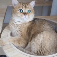 びっくりした顔の猫