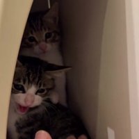 郵便受けに隠れる2匹の猫