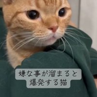 腕の中に入る猫