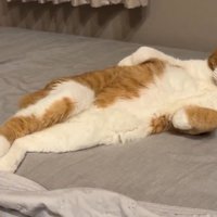 うつろな目で飼い主を見つめる猫