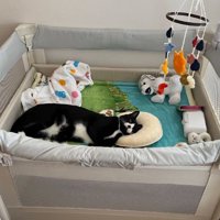 ベビーベッドで寝ている猫