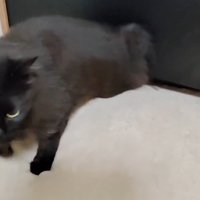 しれっとした表情でベッドの隙間から出てきた黒猫