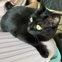 膝の上に座っている黒猫