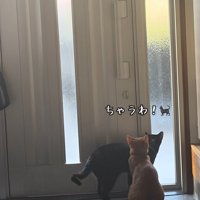 玄関で待っている猫達