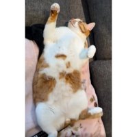 寝ている猫