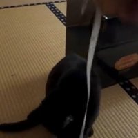 メジャーで遊ぶ猫