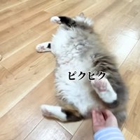 ピクピク(仰向け)