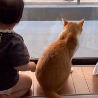 窓際の猫と赤ちゃん