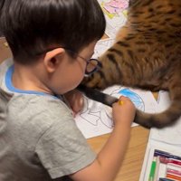 塗り絵をしている子どもと目の前で横になっている猫