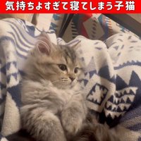 仰向けで自分のしっぽで遊んでいる子猫