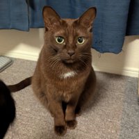 座ってこっちを見る猫