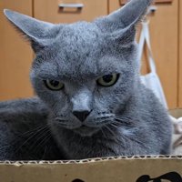 イカ耳