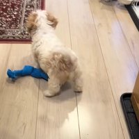 おもちゃのそばにいる犬