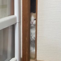 やや顔を上げて目を細めてカメラの方を見つめる猫