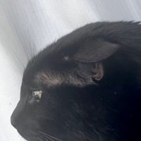 窓辺でくつろぐ黒猫のアップ