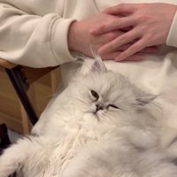 膝の上で眠そうに目を細めている子猫