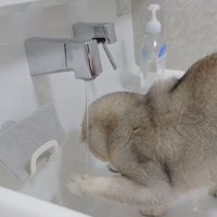水に猫パンチする猫の写真1