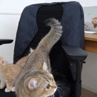 座面に降りたちゃぼさん%％降りてきたちゃぼさん