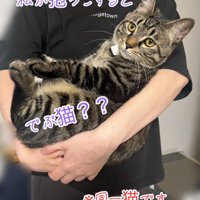 女性に抱っこされる猫