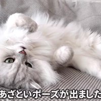 仰向けであざといポーズをするモルンさん