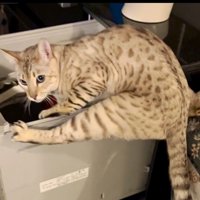 足を広げた猫