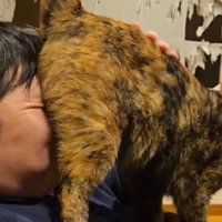 飼い主の顔におしりを押しつける猫