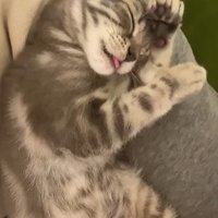 毛づくろいする子猫