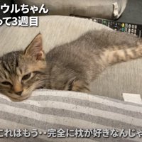 クッションに顎を乗せる子猫
