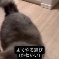 壁際から飛び出して来た猫