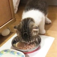 食べる猫