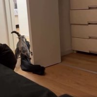 服を運ぶ猫