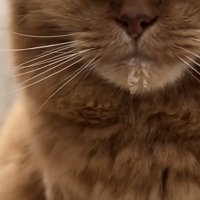 ドアップの猫の写真1