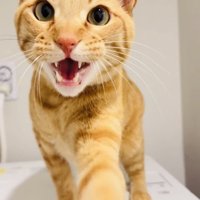 洗濯機の上で鳴きながら前足を飼い主さんに伸ばす茶トラ猫