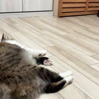 お掃除ロボットの方を見ながらゴロンと横になった長毛猫